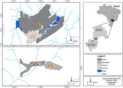 Differences in N2O Fluxes and Denitrification Gene Abundance in the Wet and Dry Seasons Through Soil and Plant Residue Characteristics of Tropical Tree Crops